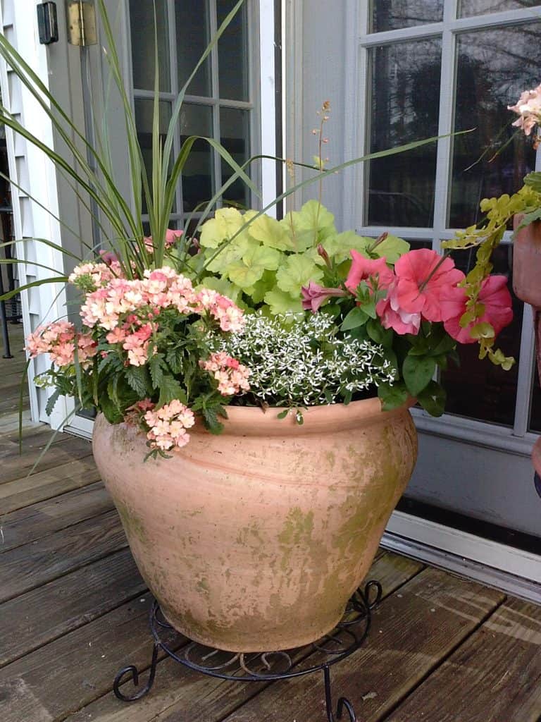 The Beauty and Pleasure of Potted Plants
