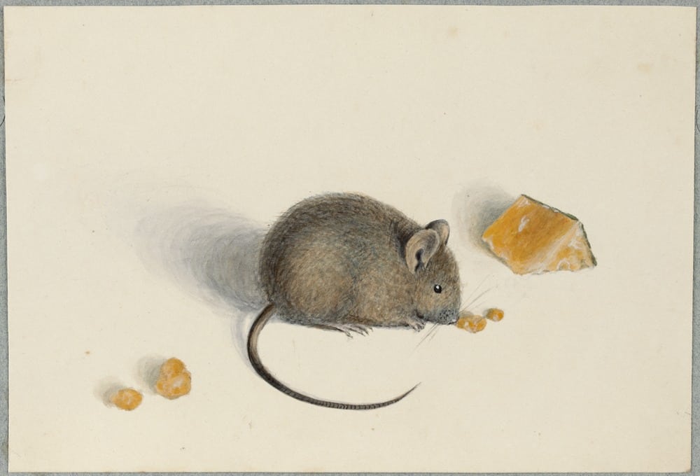 Ruminations on Rodents