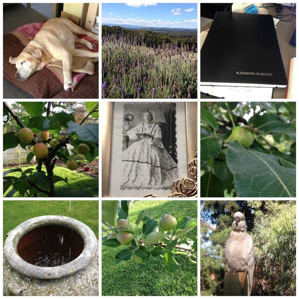 Collage of November 2015, from top left; dog on a cushion, field of lavender, notebook embossed with "Alexandria Blaelock" pear on the tree, cockatoo on a fence post, apples on the tree, large urn with water daining into it, more apples on the tree, elderly woman in period dress.
