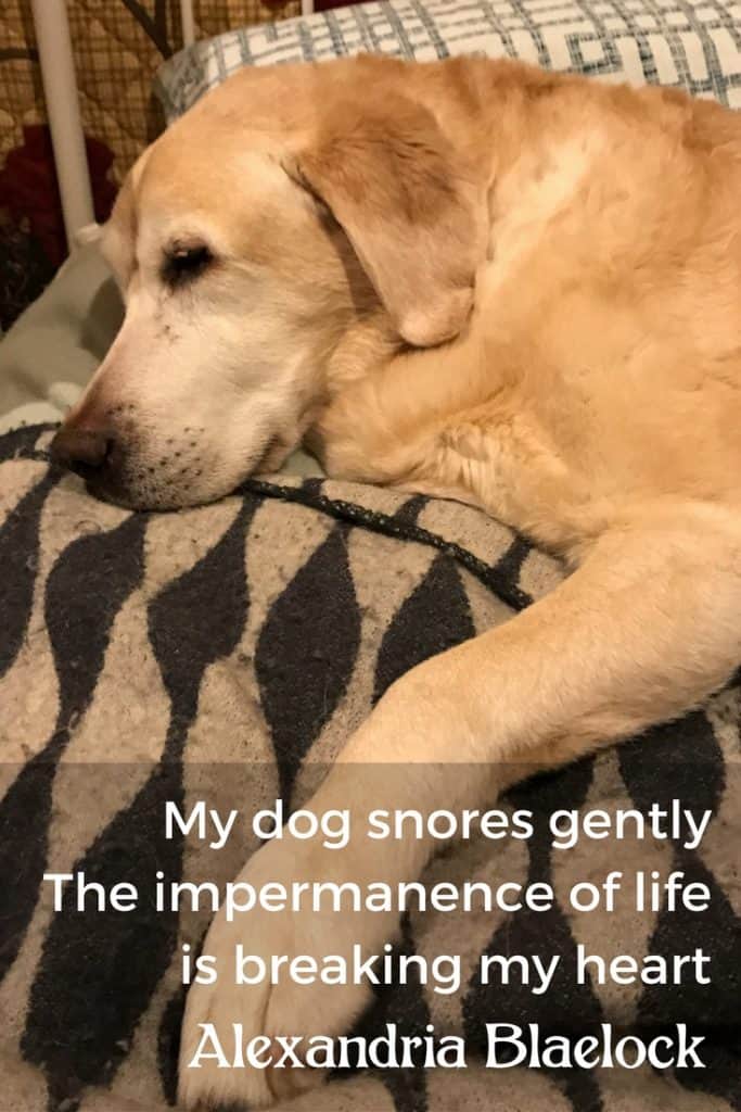 My Dog Snores Gently
