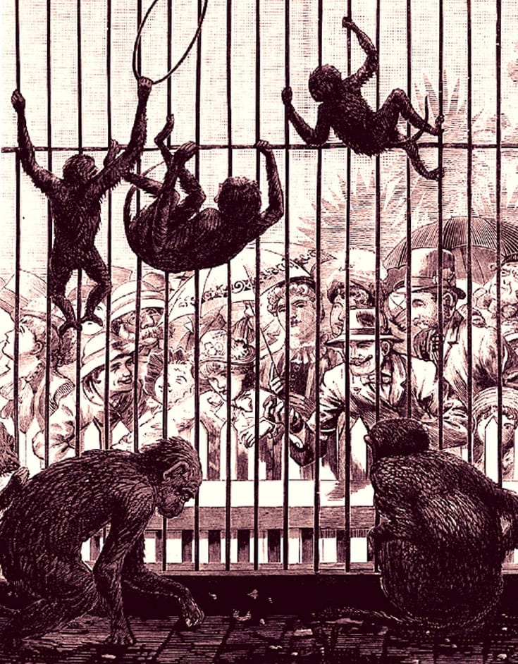 a cage with monkeys to monkeys on the ground and three climbing up the bars