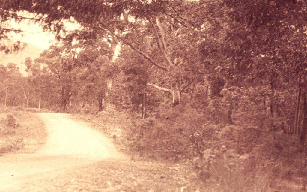 A dirt road heading towards the Dandenong Ranges through tall gum trees.
