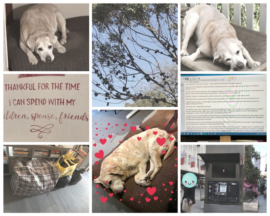 September 2018 collage from top left; dog on a cushion, seed pods in a gum tree, dog with a bone, manuscript onscreen, public phone box with LED screen, different dog on a cushion, bags of clothes stacked up to go to charity, oracle card reading "thnkful for the time i can spend with my children, spouse, friends."
