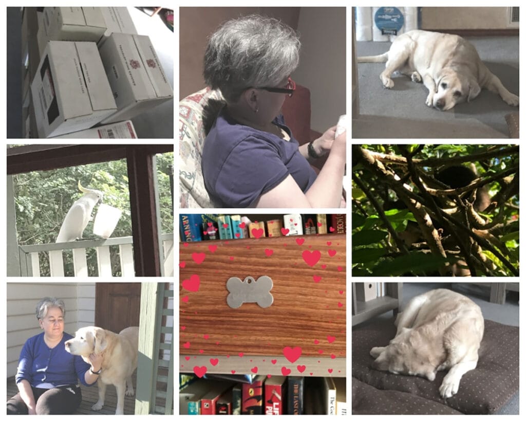 Collage of October2018, from top left; several boxes of wine, middle aged woman, dog, possum in a tree, dog, Jack's ashes, middle aged woman with eldery dog, cockatoo holding a plastic jug.