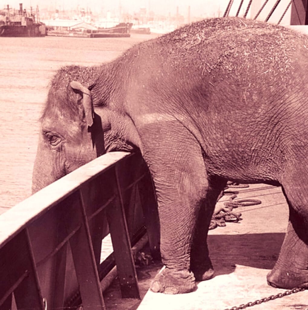 elphant with its head over the side of a ship
