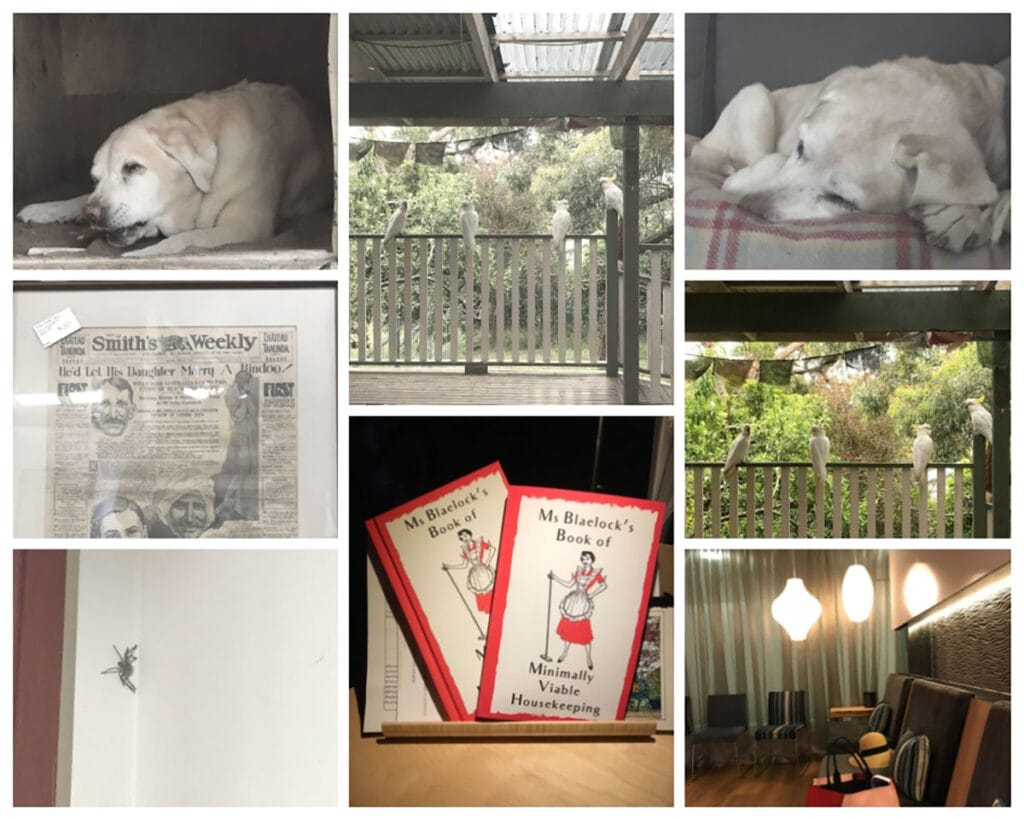 Collage of December 2018 from top left; dog in a dog house, 4 cockatoos on a bustrade, another dog on a bed, 4 cockatoos on the balustrade, fancy waiting room, Ms Blaelock's book of Minimally Viable Housekeeping, a huntsman spider on a wall, a framed Smith's weekly newspaper front page.