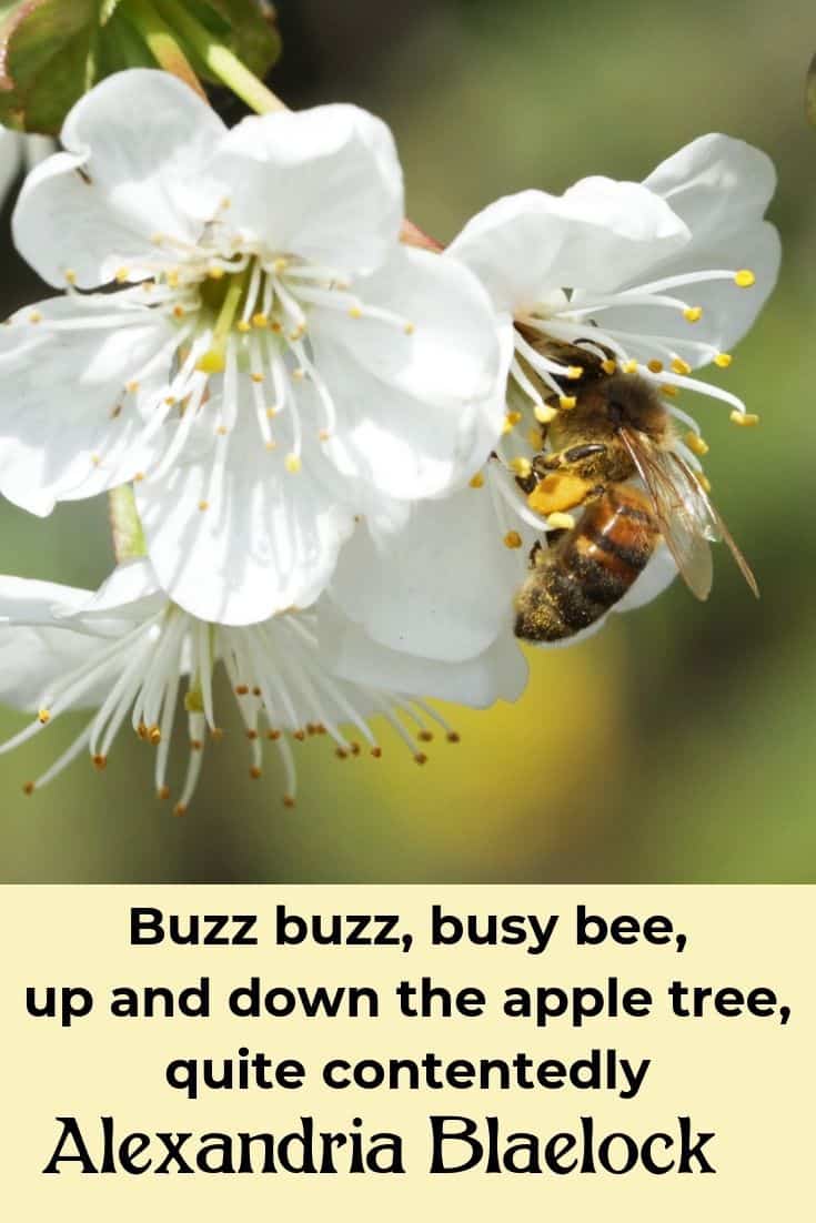 Busy Bees Buzz Buzz Buzzing