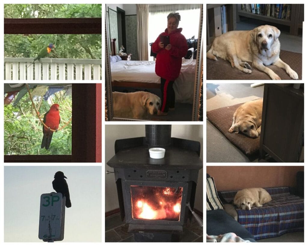 Collage of August 2019, from top left; a lorikeet, woman and a dog seen in a mirror, dog on a cushion, dog on a cushion, dog on a couch, roaring log fire in a stove, raven on a parking sign, male king parrot.