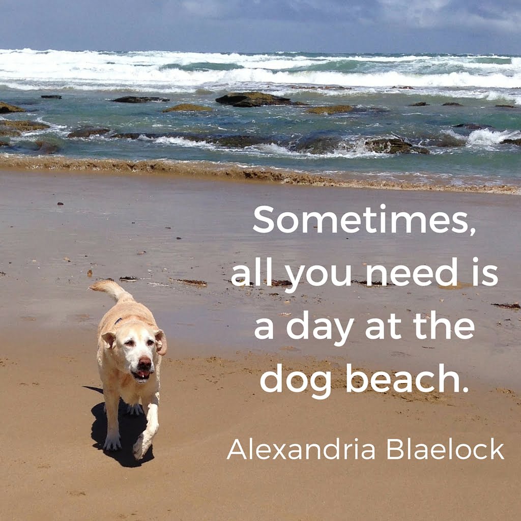 Sometimes all you need is a day at the dog beach