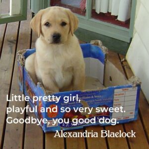 a golden labrdor puppy with the haiku "Little pretty girl, playful and so very sweet, goodbye, yu good dog."