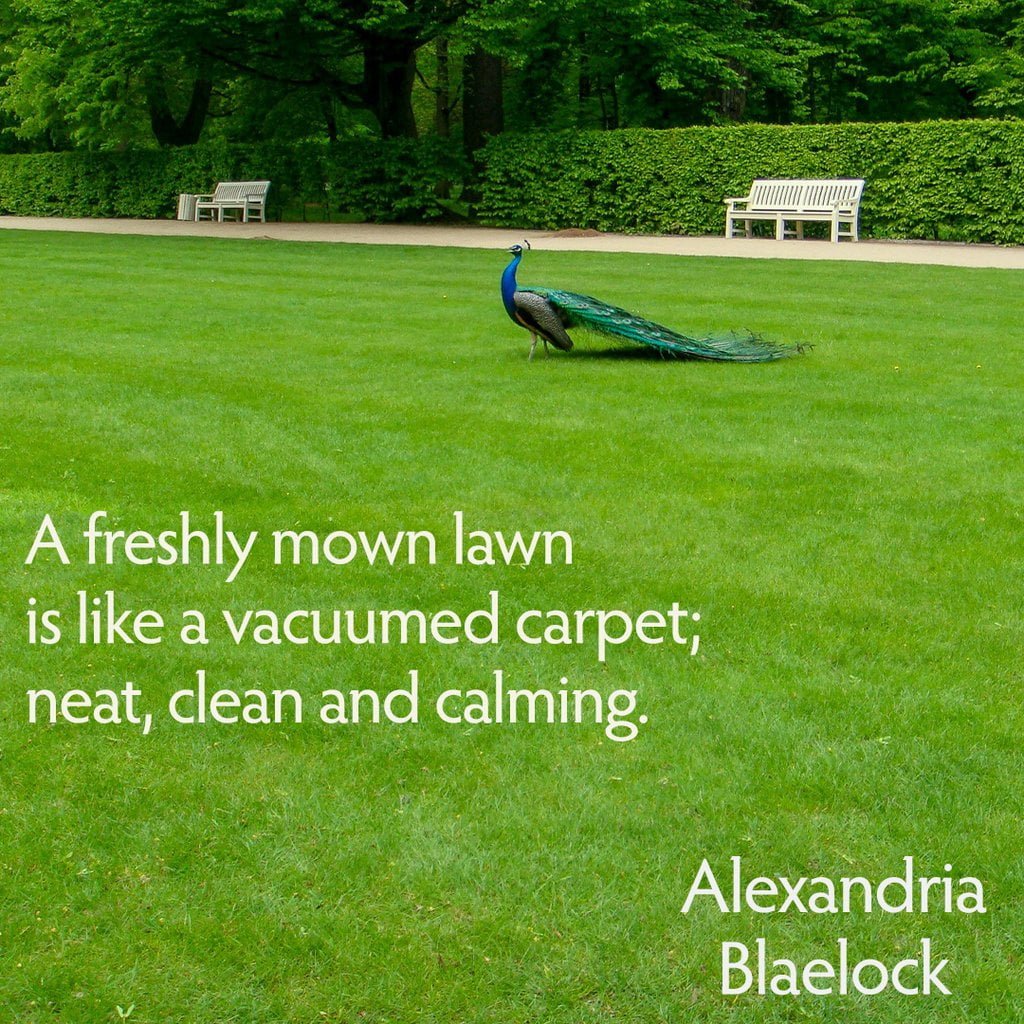 The Joy of Freshly Mown Lawn