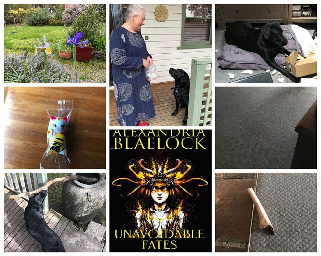 Collage of August 2021 from top left; purple and white iris, a middle aged woman and a dog on a doorstep, a dog savaging a box, frehsly vacuumed carpet, a bone on the carpet, the cover of Unavoidable Fates, a dog trying to get a stick out of a pot, two mint balls in a lucky cat bag.