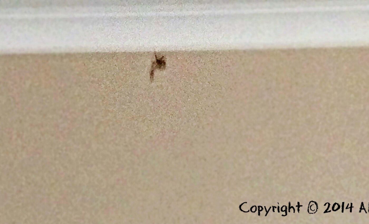 Eek! There’s a Spider in the Bathtub