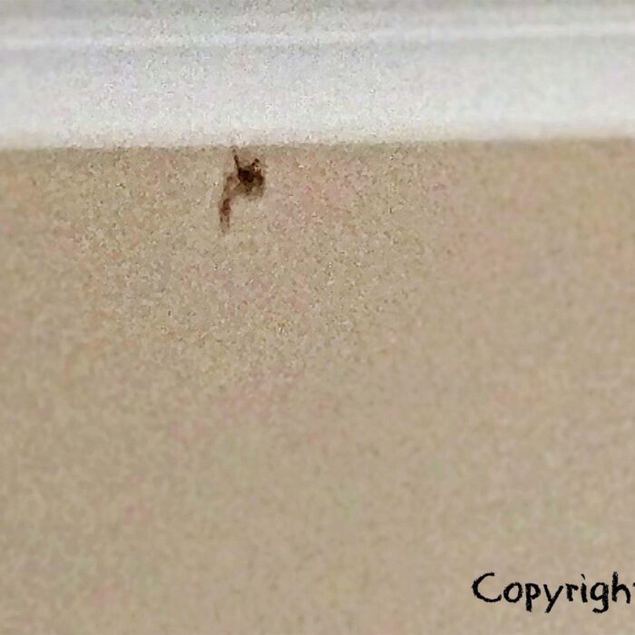 Eek! There’s a Spider in the Bathtub