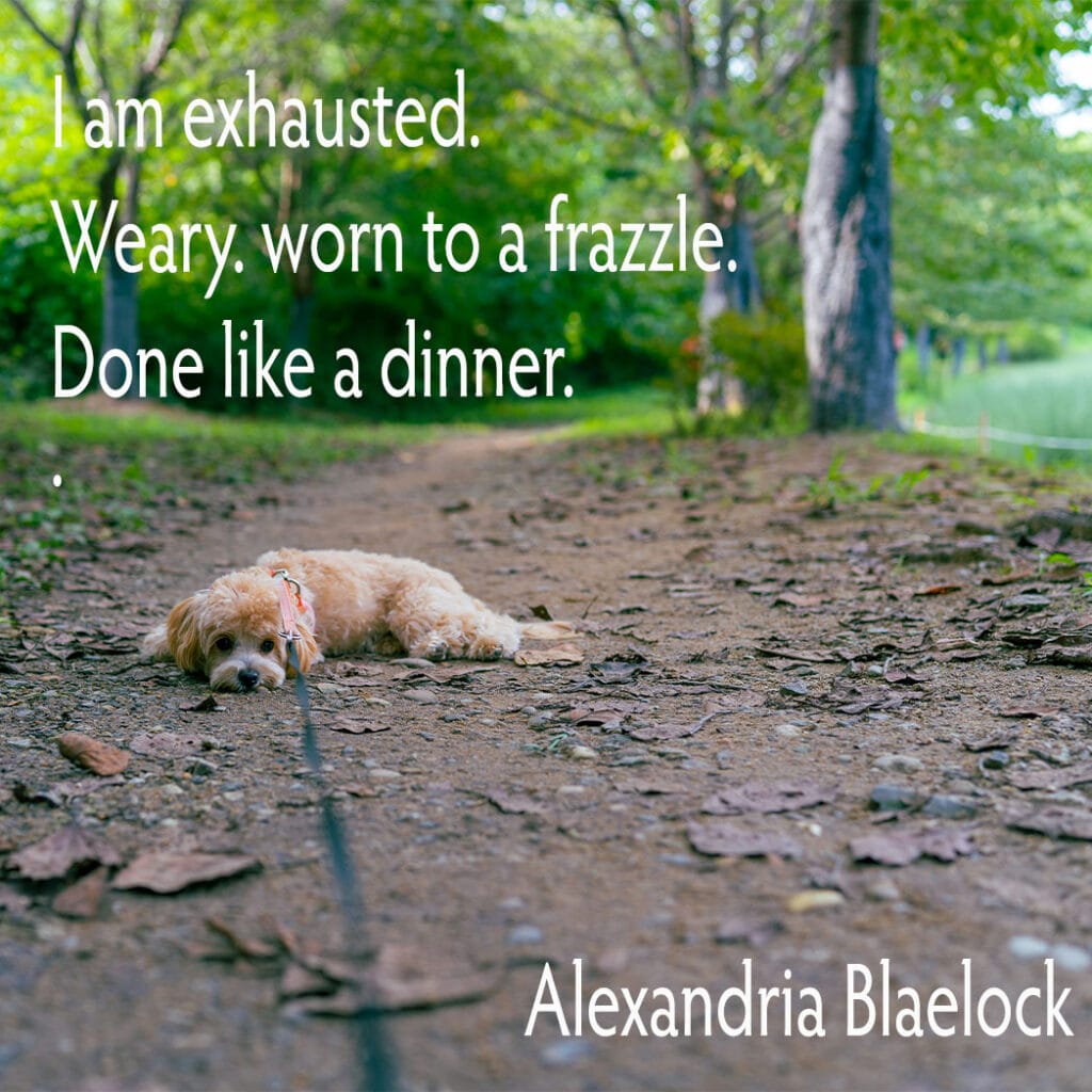 small dog lying on the ground on a path in the forest, lead still around its neck, too exhausted to keep walking